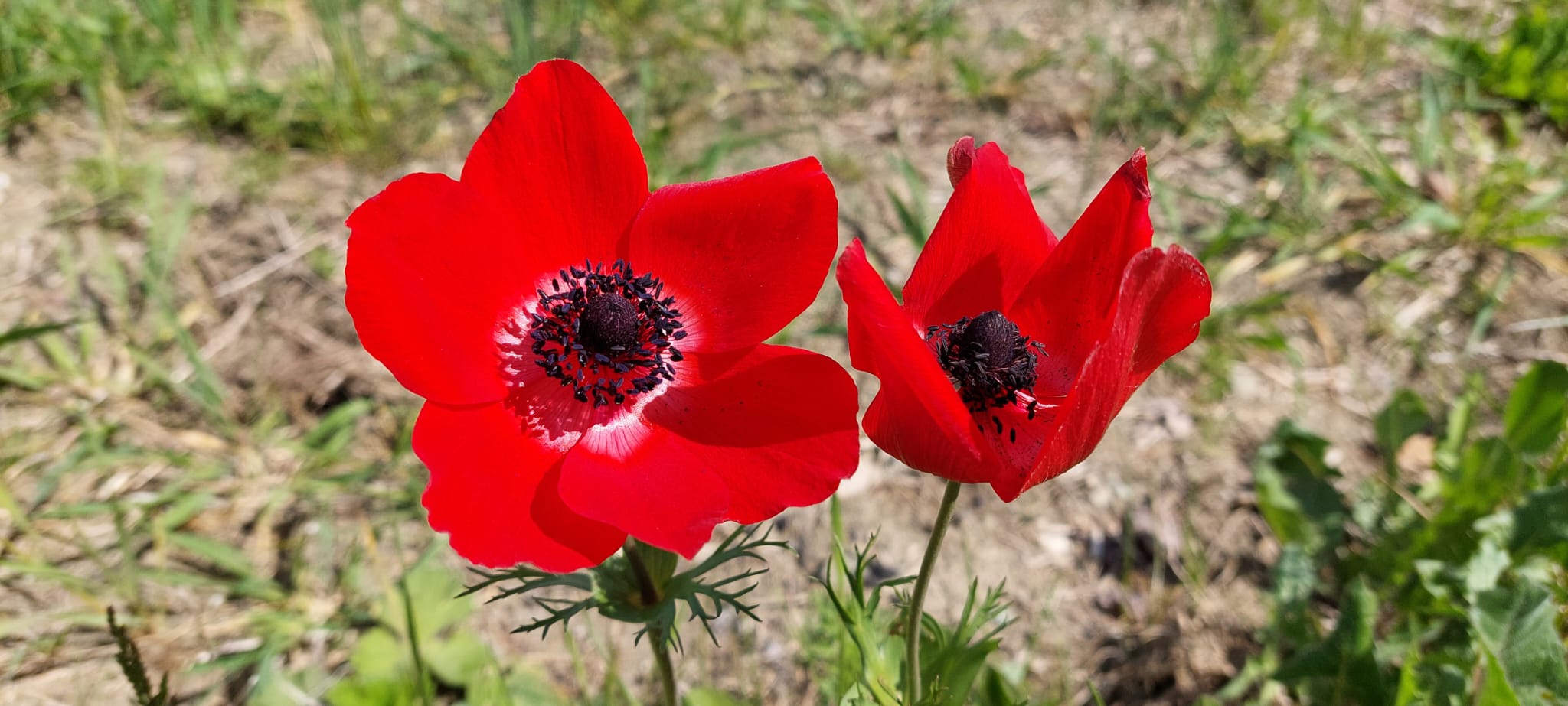 Anemone coronaria