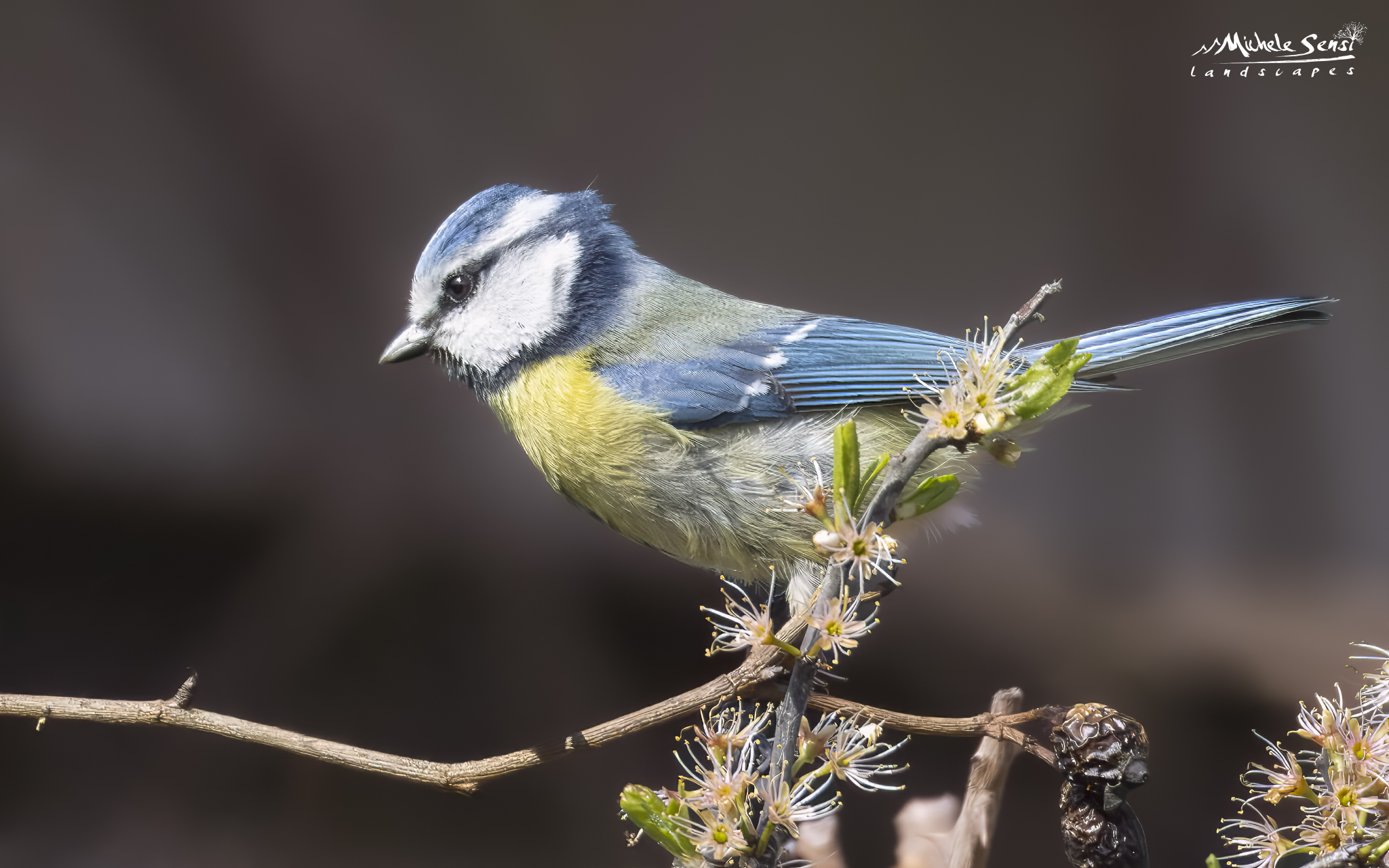 Cyanistes caeruleus: la vivace cinciarella