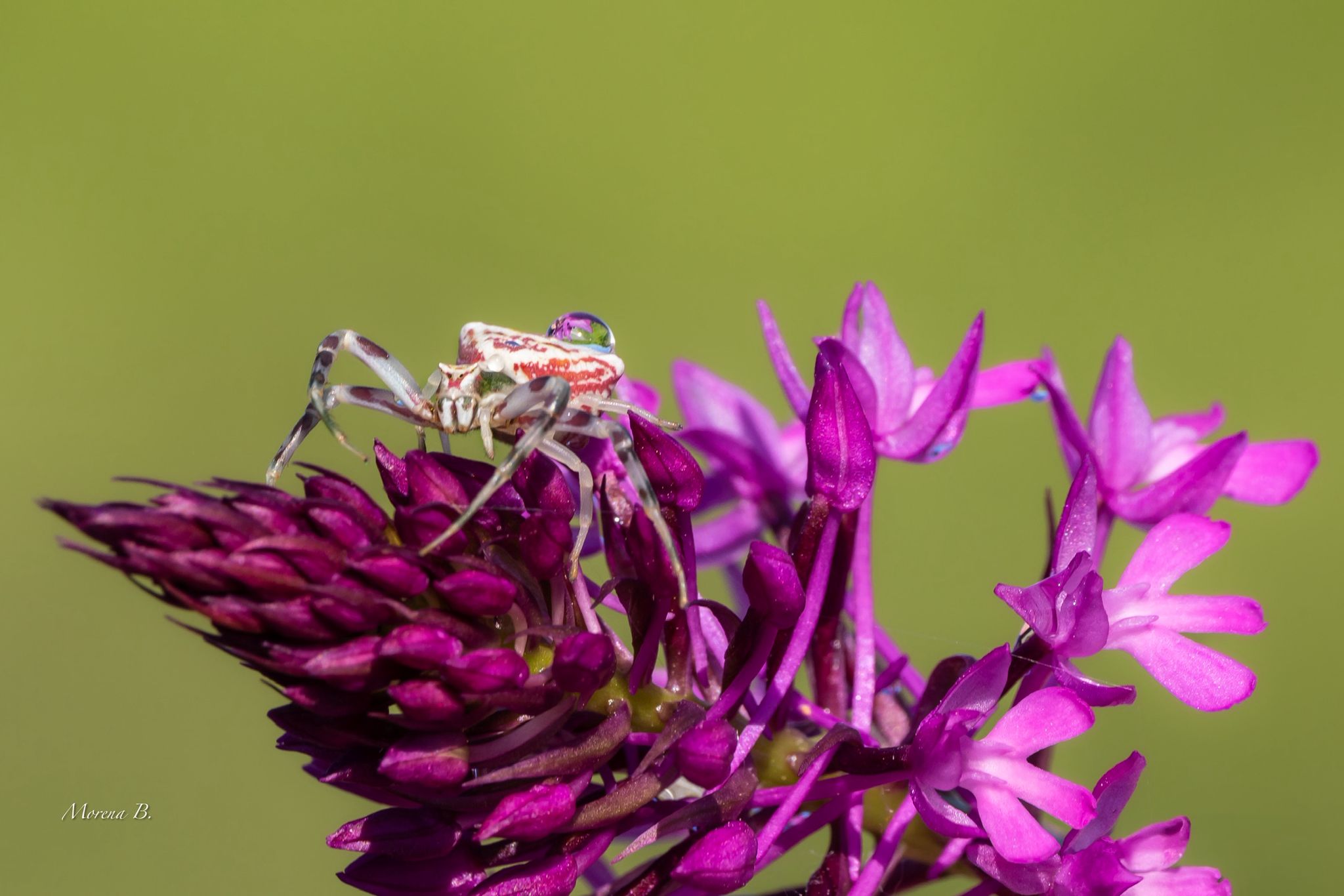 Thomisus onustus: il piccolo predatore dai mille volti