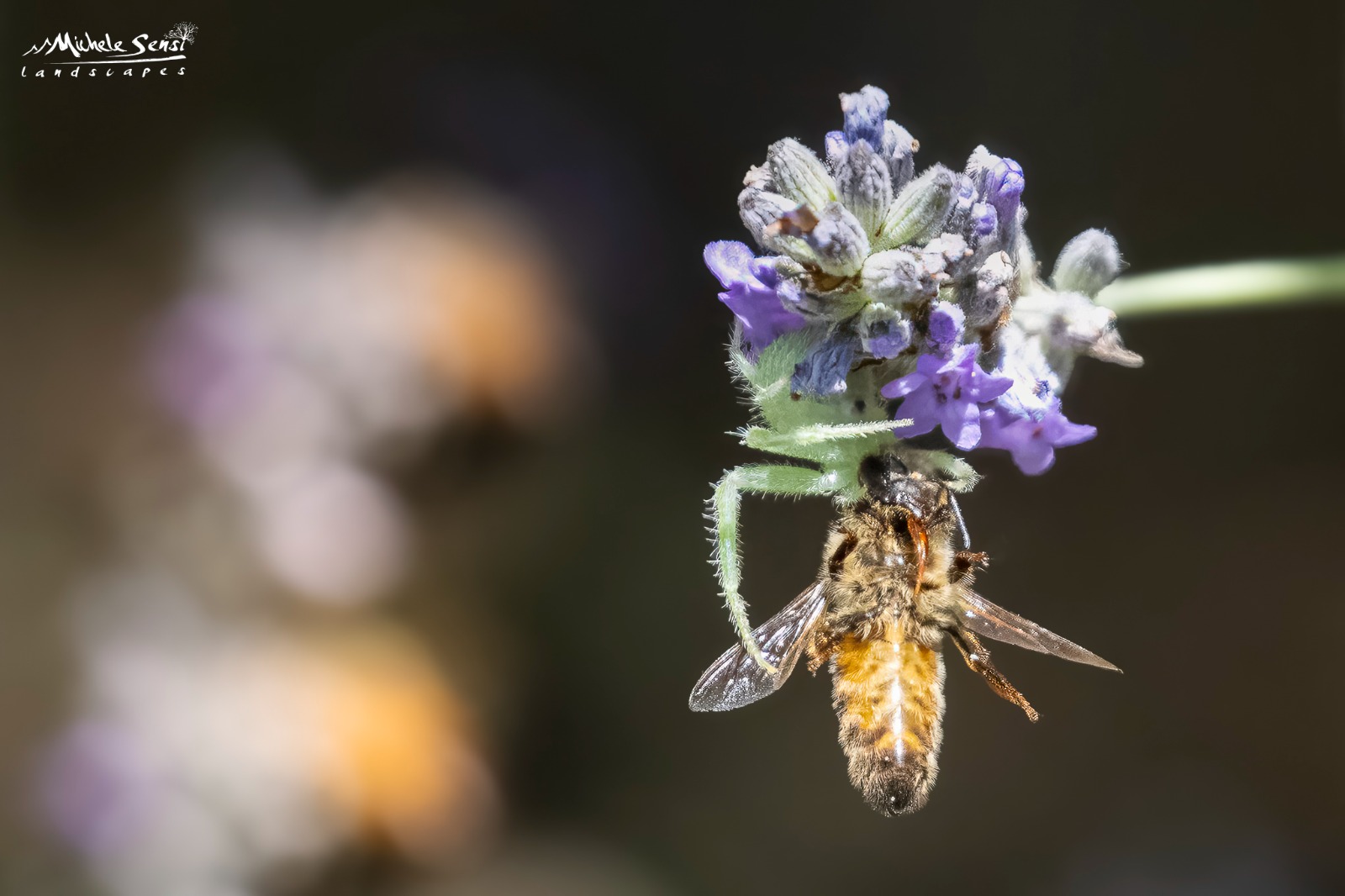 Cacciatori invisibili tra i fiori di lavanda