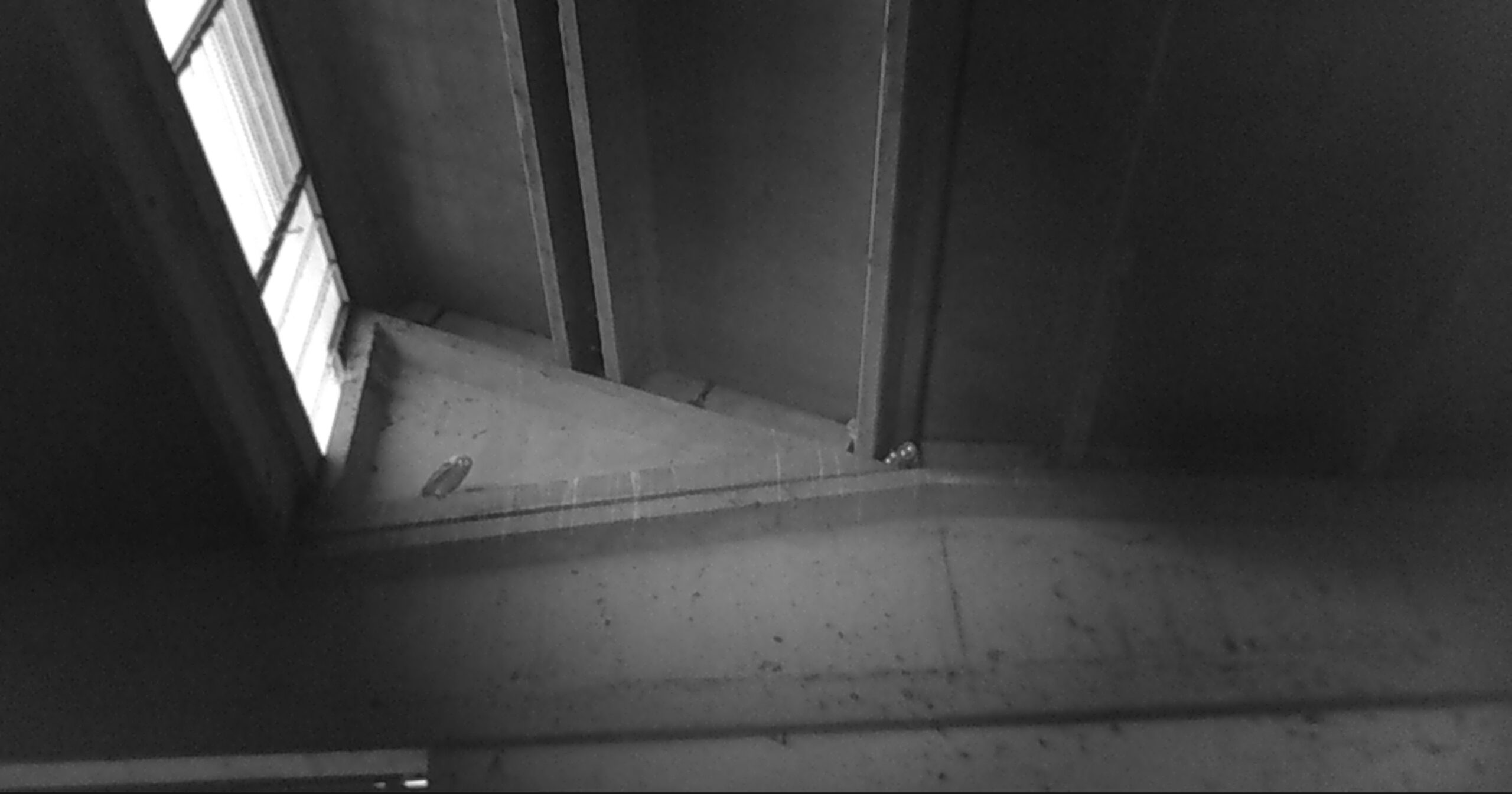 Barbagianni nella bassa