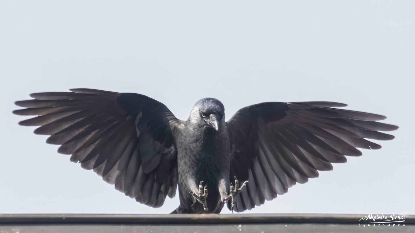 I corvidi nel folklore e nella mitologia