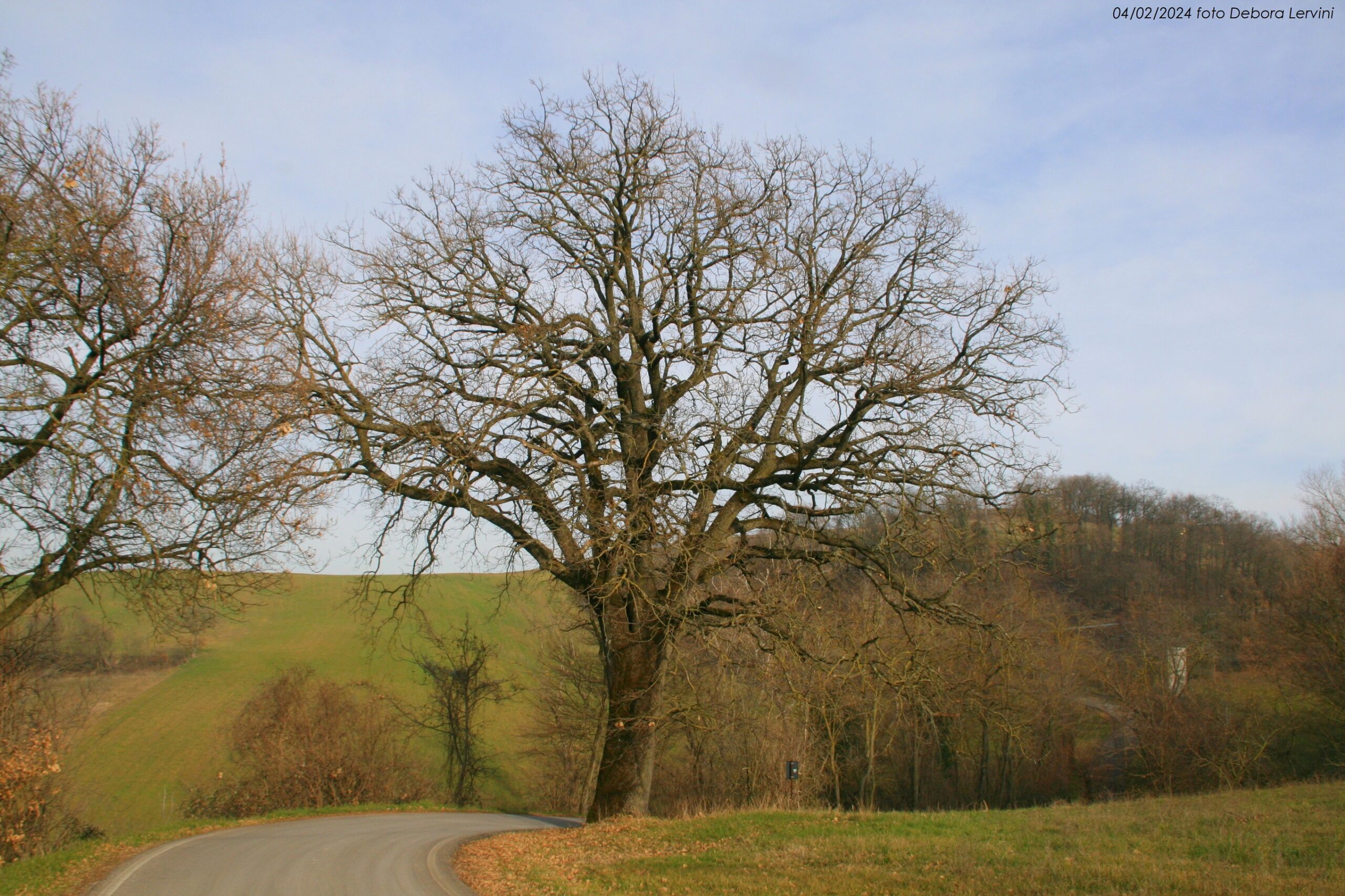 Gli alberi monumentali