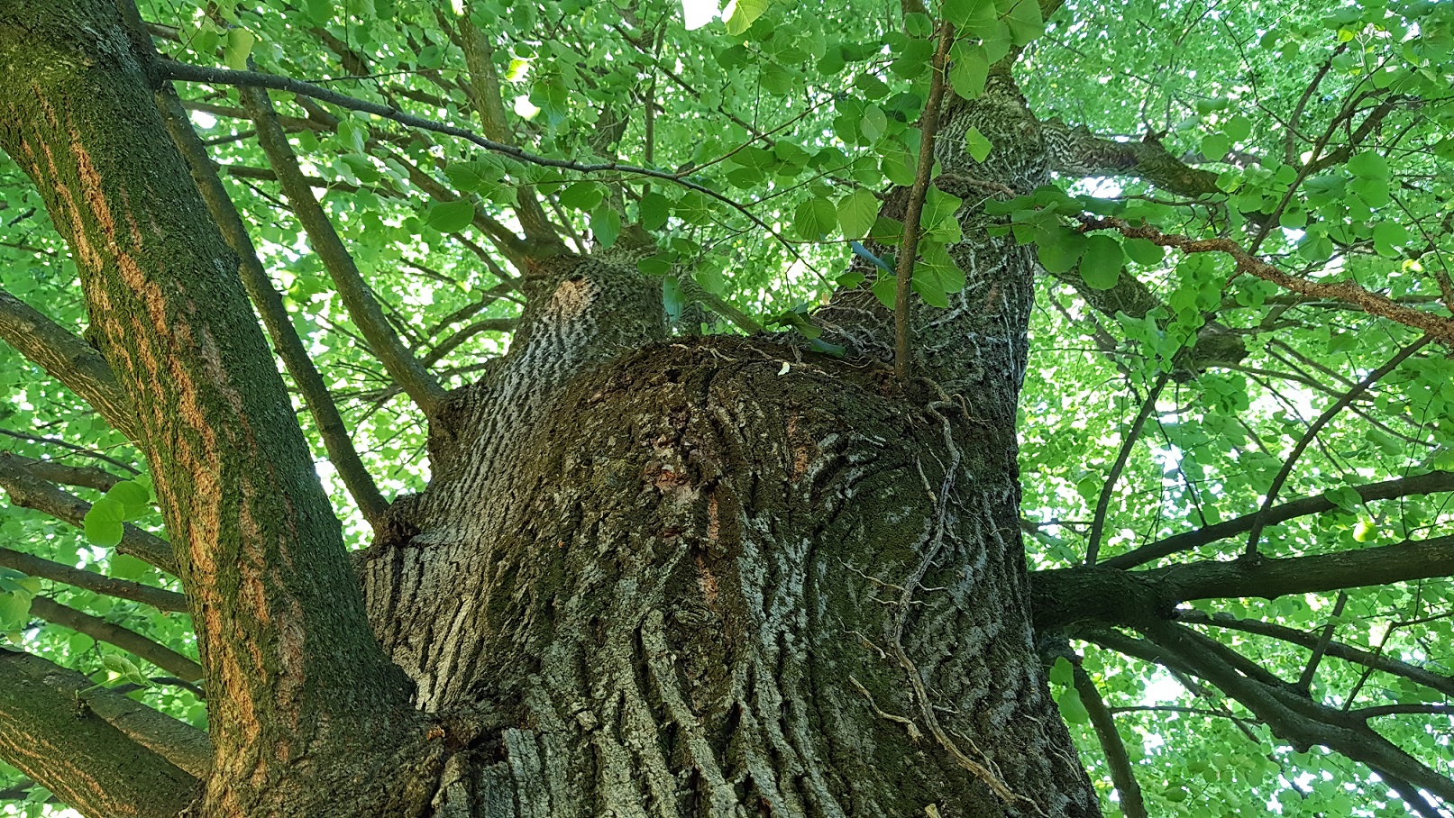 21 novembre: Giornata Nazionale degli Alberi