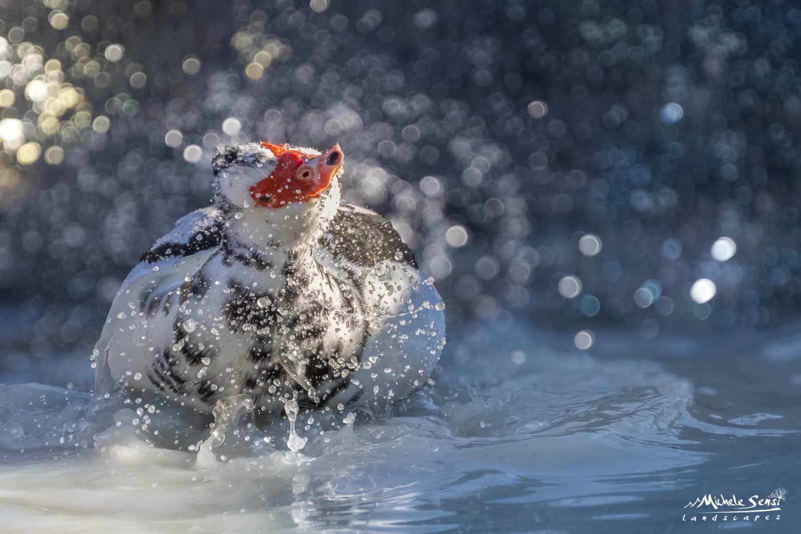 Cairina moschata: l’“anatra muta”