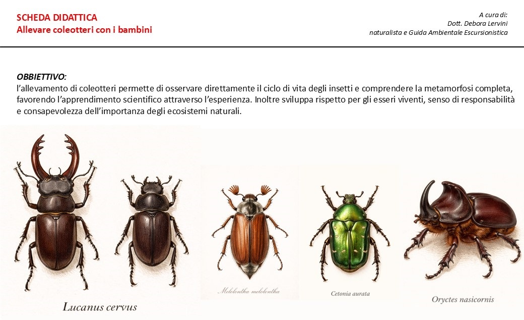SCHEDA DIDATTICA: allevare coleotteri con i bambini