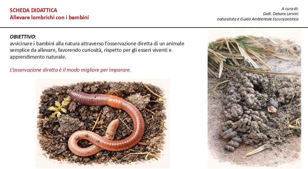 SCHEDA DIDATTICA: allevare lombrichi con i bambini – il lombricaio