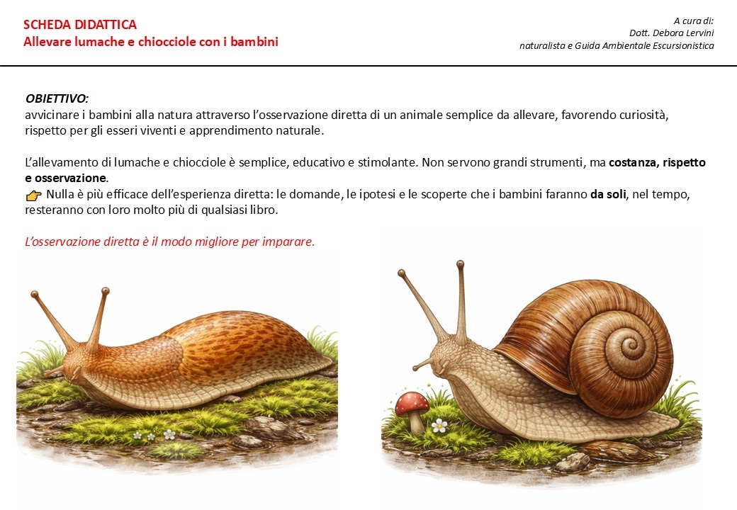 SCHEDA DIDATTICA: allevare lumache e chiocciole con i bambini