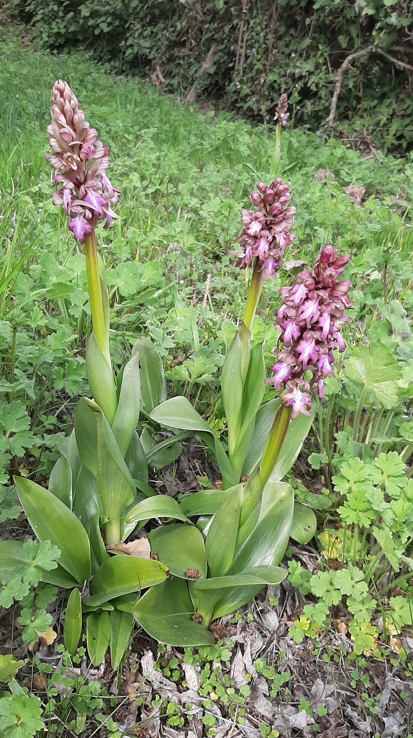 Himantoglossum robertianum: l’orchidea gigante che fiorisce quando l’inverno non è ancora finito