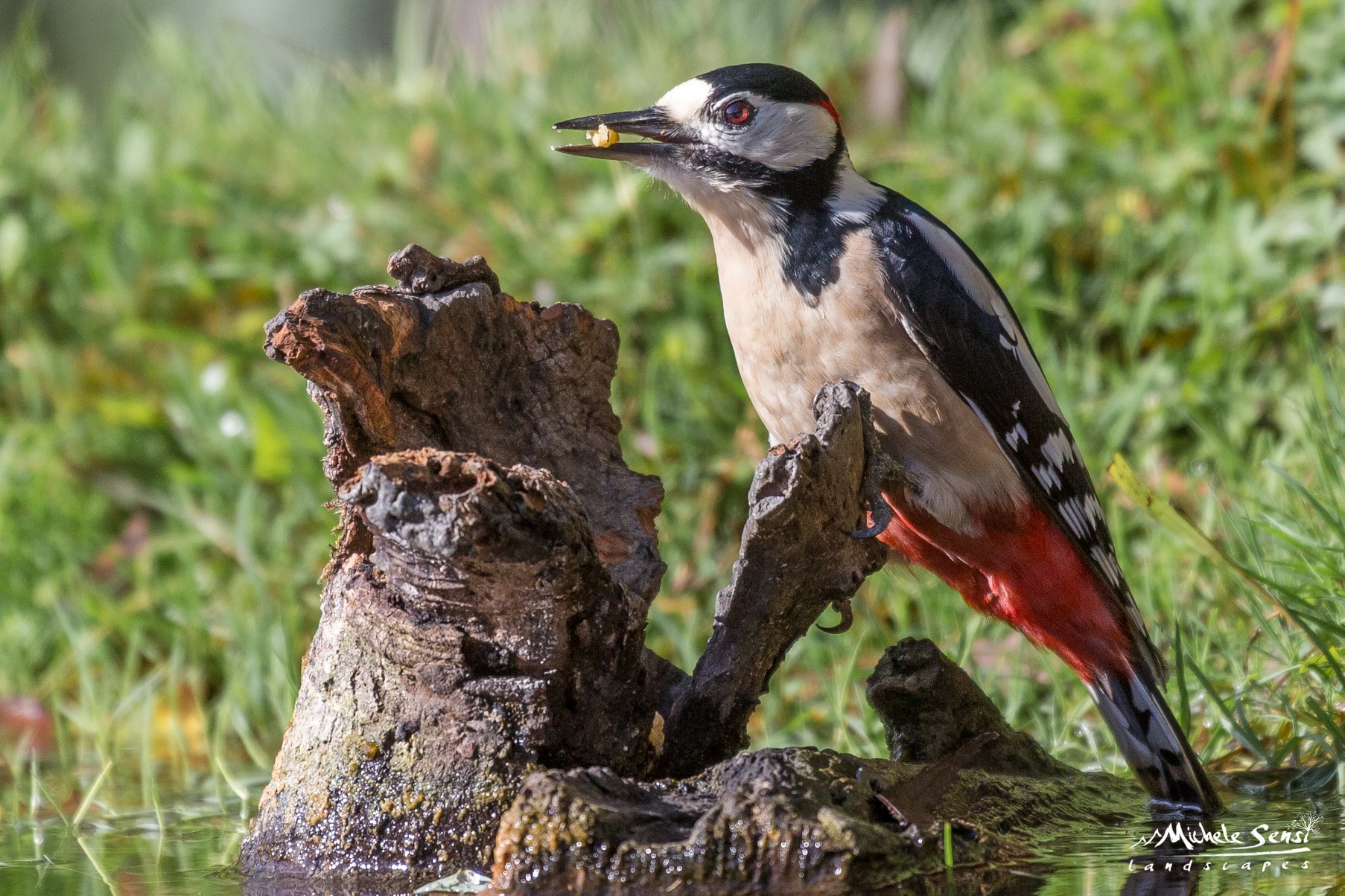 Picchio rosso maggiore
