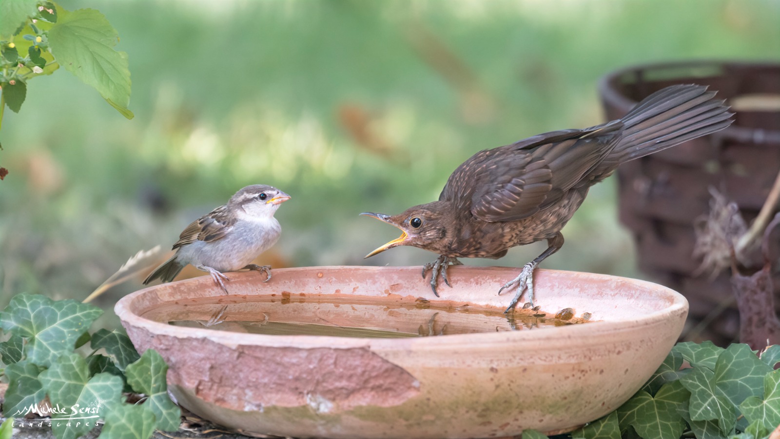 Aiutare la fauna selvatica nei periodi di siccità